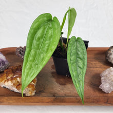 Load image into Gallery viewer, Anthurium Sp. Limon 2.5" pot, Fedex 2day*