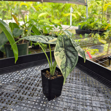 Load image into Gallery viewer, Alocasia dragon scale albo Exact Plant Ships Nationwide