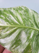 Load image into Gallery viewer, Giganteum Blizzard, exact plant, variegated Philodendron, ships nationwide