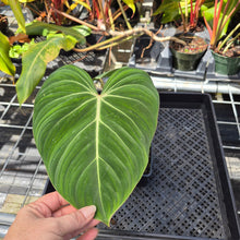 Load image into Gallery viewer, Philodendron Gloriosum, Pink Veined Back 4" pot, Fedex 2day*