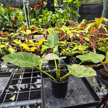 Load image into Gallery viewer, Philodendron Giganteum, Exact Plant Variegated Ships Nationwide