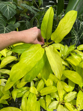 Load image into Gallery viewer, Philodendron Thai Sunrise Variegated 2.5" pot, Fedex 2day*