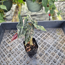 Load image into Gallery viewer, Alocasia nobilis pink Variegated Ships Nationwide