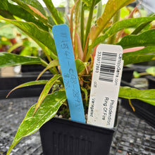 Load image into Gallery viewer, Philodendron Ring Of Fire, Exact Plant Variegated Ships Nationwide