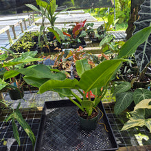 Load image into Gallery viewer, Philodendron Giant Orlando, Exact Plant Ships Nationwide