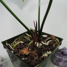 Load image into Gallery viewer, Anthurium Watermaliense 4" pot, Fedex 2day*