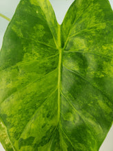 Load image into Gallery viewer, Alocasia Gageana Aurea, Exact Plant Variegated