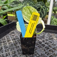 Load image into Gallery viewer, Scindapsus Moonlight Marble, Exact Plant Variegated Ships Nationwide