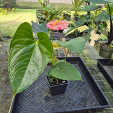 Load image into Gallery viewer, Anthurium Shibori, Exact Plant Variegated