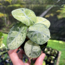 Load image into Gallery viewer, Alocasia Ninja Tricolor Splash, Black Velvet Variegated 2.5" pot, Fedex 2day*