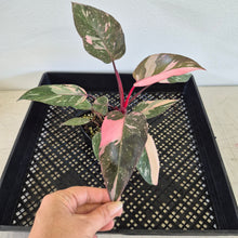 Load image into Gallery viewer, Philodendron Pink Princess Galaxy Variegated exact plant, Fedex 2day*