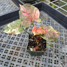 Load image into Gallery viewer, Syngonium Strawberry Ice Variegated exact plant, Fedex 2day*