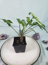 Load image into Gallery viewer, Three Kings Magic Marble, exact plant, variegated Syngonium, ships nationwide