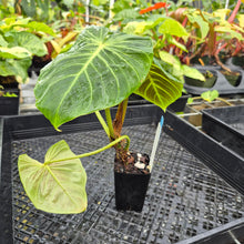 Load image into Gallery viewer, Philodendron Verrucosum Melon, Exact Plant Ships Nationwide