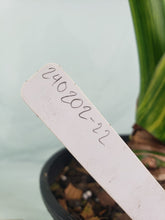 Load image into Gallery viewer, Alocasia Gageana Aurea Variegated 6" pot, ships nationwide