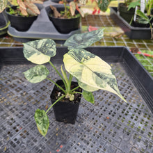 Load image into Gallery viewer, Alocasia dragon scale albo Exact Plant Ships Nationwide