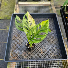 Load image into Gallery viewer, Monstera Adansonii Aurea, Exact Plant Variegated Ships Nationwide