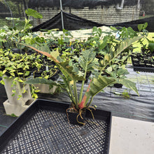 Load image into Gallery viewer, Philodendron Ring Of Fire Variegated exact plant, Fedex 2day*