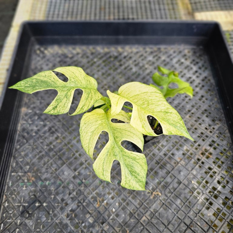 Rhaphidophora Tetrasperma White Monster, Exact Plant Variegated