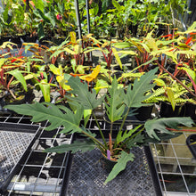 Load image into Gallery viewer, Philodendron Orchid Jungle, Exact Plant Ships Nationwide