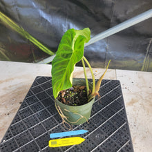 Load image into Gallery viewer, Philodendron Verrucosum Pseudoverrucosum Croat , Exact Plant Ships Nationwide