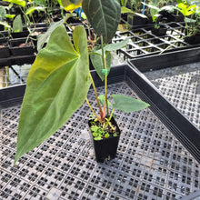 Load image into Gallery viewer, Anthurium Papillilaminum Fort Sherman X ( FS X Ralph Lynam), Ships Nationwide