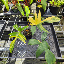 Load image into Gallery viewer, Philodendron Florida Beauty, Exact Plant Variegated Ships Nationwide