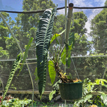 Load image into Gallery viewer, Anthurium Veitchii exact plant, Fedex 2day*