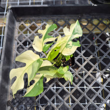 Load image into Gallery viewer, Rhaphidophora Tetrasperma Albo, Exact Plant Variegated Ships Nationwide