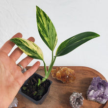 Load image into Gallery viewer, Monstera Standleyana Aurea Variegated 2.5" Pot, Fedex 2 day*