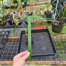 Load image into Gallery viewer, Philodendron Holtonianum, Exact Plant Ships Nationwide