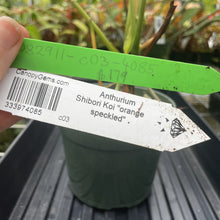 Load image into Gallery viewer, Anthurium Shibori Koi "orange speckled" exact plant, Fedex 2day*