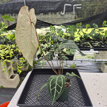 Load image into Gallery viewer, Anthurium Red Crystallinum Doc Block exact plant, Fedex 2day
