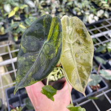 Load image into Gallery viewer, Alocasia Longiloba Suhirmaniana aurea Variegated 2.5" pot, Fedex 2day*