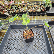Load image into Gallery viewer, Alocasia Stingray aurea variegated exact plant, Fedex 2day*