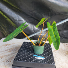 Load image into Gallery viewer, Philodendron Billietiae, Exact Plant Ships Nationwide