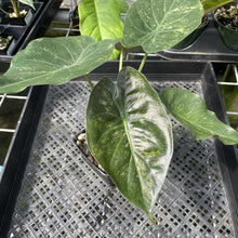 Load image into Gallery viewer, Alocasia Wentii Pink Splash Variegated exact plant, Fedex 2day*