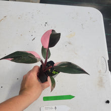 Load image into Gallery viewer, Philodendron Pink Princess, Exact Plant Variegated Ships Nationwide