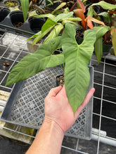 Load image into Gallery viewer, Anthurium Balaoanum "Dussii" 4" pot, Fedex 2day*