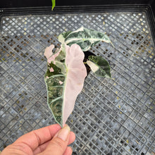 Load image into Gallery viewer, Alocasia polly snowflake pink variegated, Exact Plant Ships Nationwide.