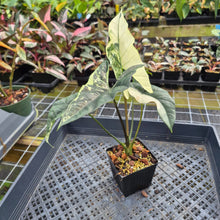 Load image into Gallery viewer, Alocasia Simpo Albo variegated exact plant, Fedex 2day*