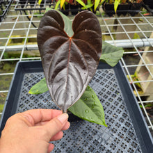 Load image into Gallery viewer, Anthurium Moodeanum, Exact Plant Ships Nationwide