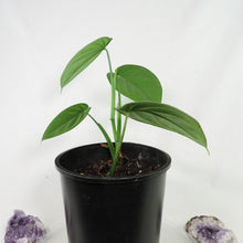 Load image into Gallery viewer, Syngonium Chiapense. Shipped Nationwide