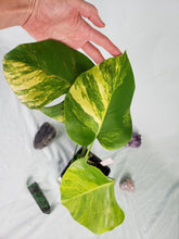 Load image into Gallery viewer, Borsigiana Aurea, Exact Plant, variegated Monstera