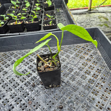 Load image into Gallery viewer, Anthurium Sp. Limon, Exact Plant Ships Nationwide