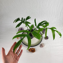 Load image into Gallery viewer, Philodendron Quercifolium 4" pot, Fedex 2 day*