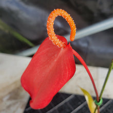 Load image into Gallery viewer, Anthurium Scherzerianum "Pig Tail", Exact Plant Ships Nationwide