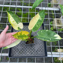 Load image into Gallery viewer, Philodendron Green Congo Nuclear Variegated 4" pot, Fedex 2day*