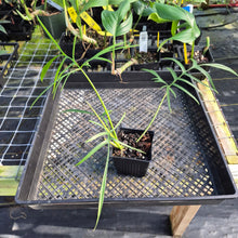 Load image into Gallery viewer, Philodendron Polypodoides, Exact Plant Ships Nationwide