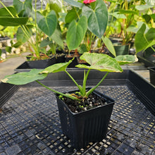 Load image into Gallery viewer, Syngonium Mango Allusion, Orm Thong, Exact Plant Variegated Ships Nationwide